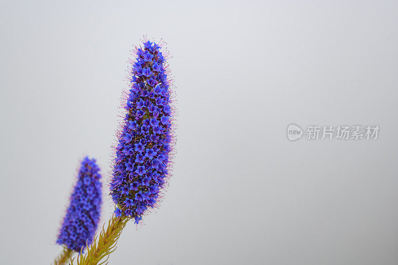 骄傲的马德拉花与云在马德拉岛的山在Pico do ariiro